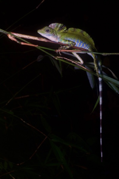 Great Angle-headed Lizard (Gonocephalus grandis)