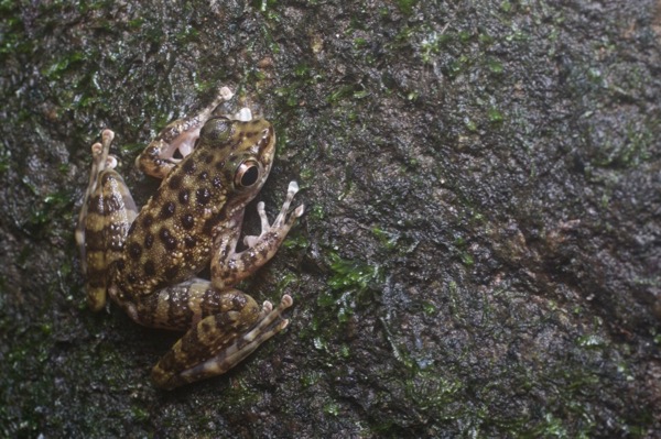 Larut Torrent Frog (Amolops larutensis)