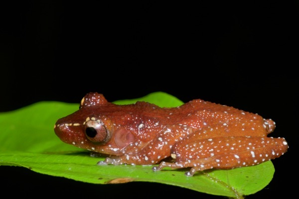 Cinnamon Frog (Nyctixalus pictus)