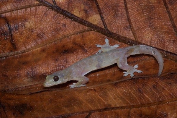 Common Four-clawed Gecko (Gehyra mutilata)
