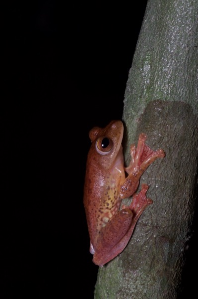 Harlequin Flying Frog (Rhacophorus pardalis)