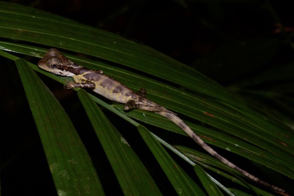 Great Angle-headed Lizard (Gonocephalus grandis)