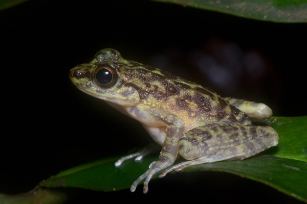Larut Torrent Frog (Amolops larutensis)