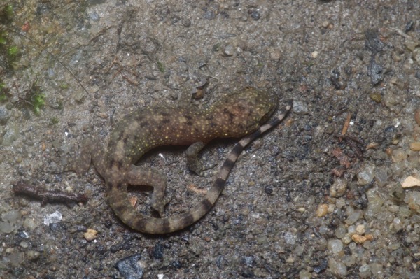 Spotted House Gecko (Gekko monarchus)