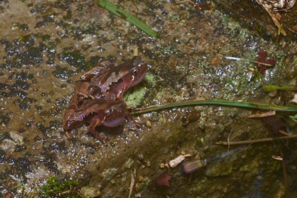 Larut Hills Rice Frog (Microhyla annectens)