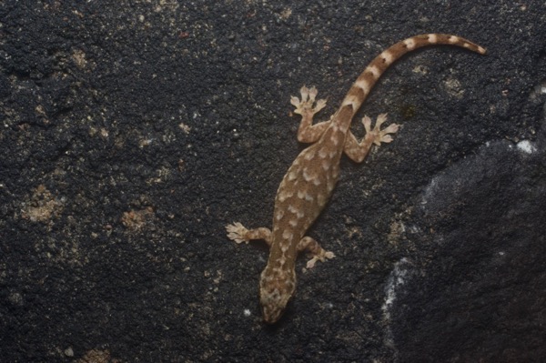 undescribed species (Hemiphyllodactylus cf. titiwangsaensis)