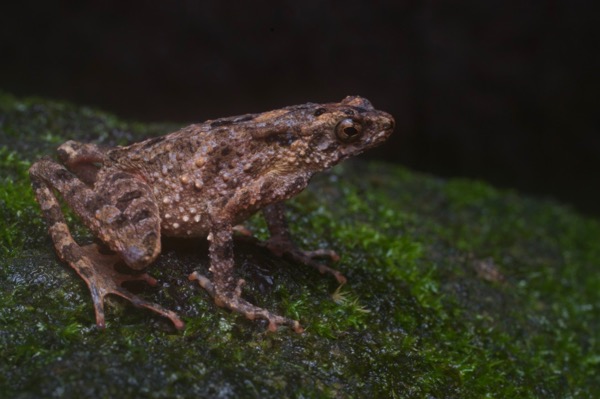 Cross Toad (Leptophryne borbonica)