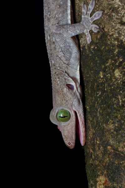 Smith’s Green-eyed Gecko (Gekko smithii)