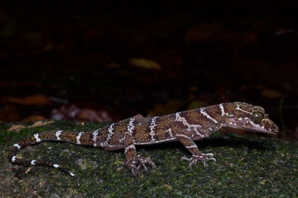 Peters’s Bent-toed Gecko (Cyrtodactylus consobrinus)