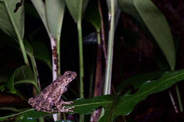 River Toad (Phrynoidis asper)