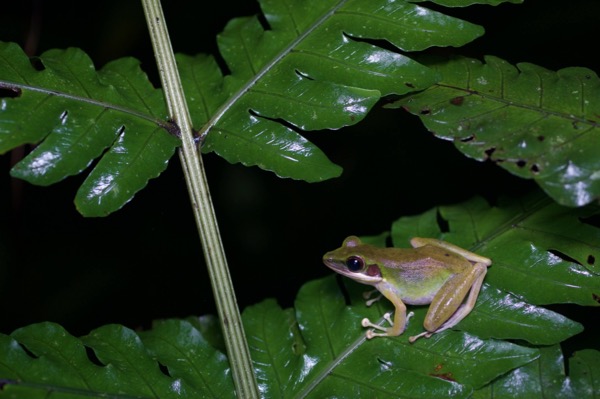 White-lipped Frog (Chalcorana labialis)