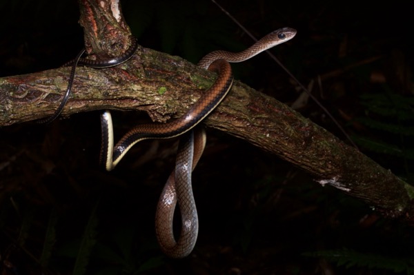 White-bellied Rat Snake (Ptyas fusca)