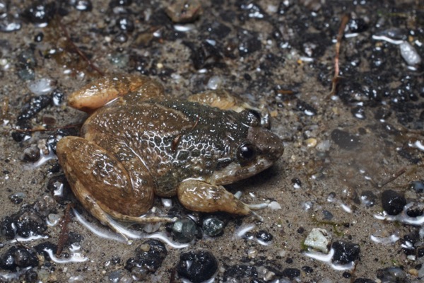 Corrugated Frog (Limnonectes deinodon)