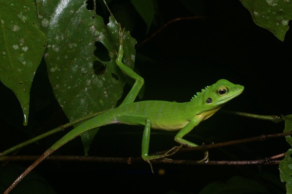 Green Crested Lizard (Bronchocela cristatella)