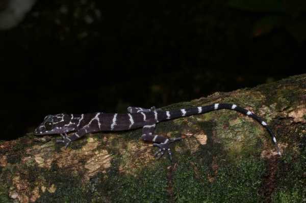 Peters’s Bent-toed Gecko (Cyrtodactylus consobrinus)