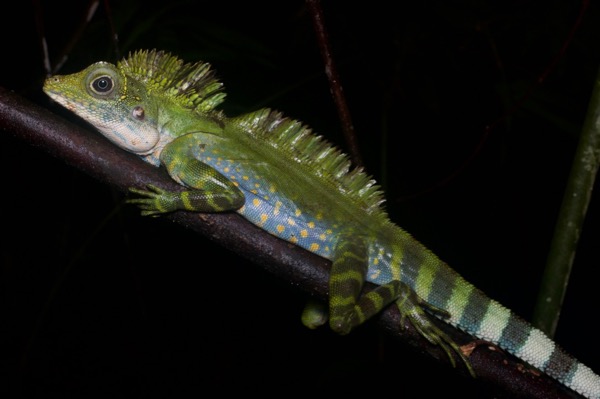 Great Angle-headed Lizard (Gonocephalus grandis)