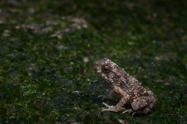 River Toad (Phrynoidis asper)