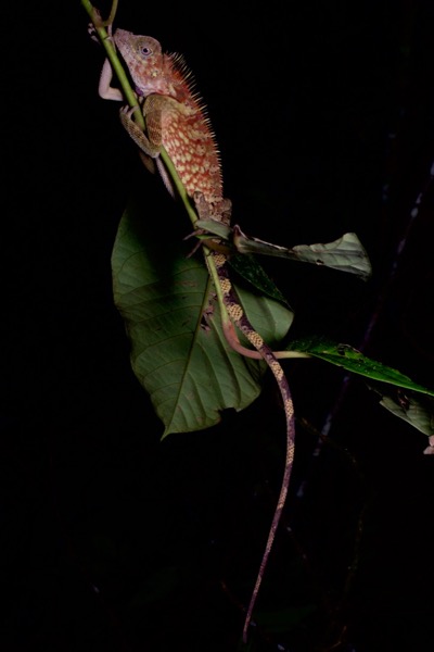 Bell’s Angle-headed Lizard (Gonocephalus bellii)
