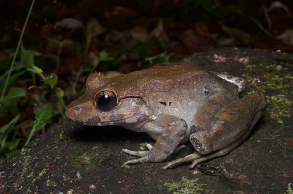 Malesian Frog (Limnonectes malesianus)