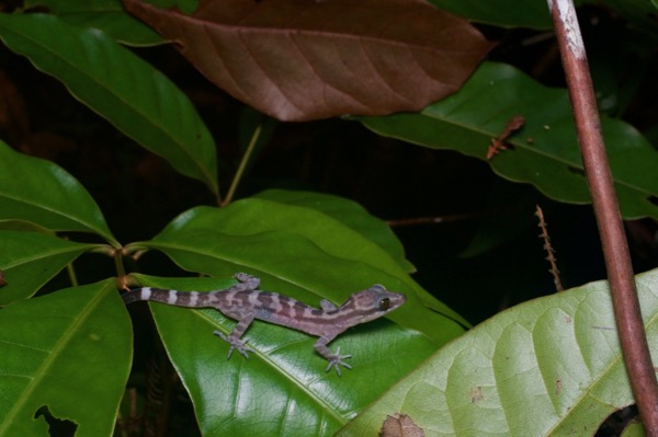 Four-striped Bent-toed Gecko (Cyrtodactylus quadrivirgatus)