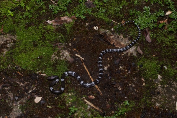 Butler’s Wolf Snake (Lycodon butleri)