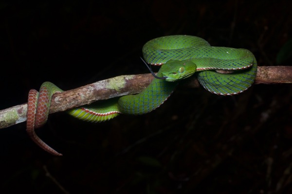 Siamese Peninsula Pit Viper (Trimeresurus sabahi fucatus)