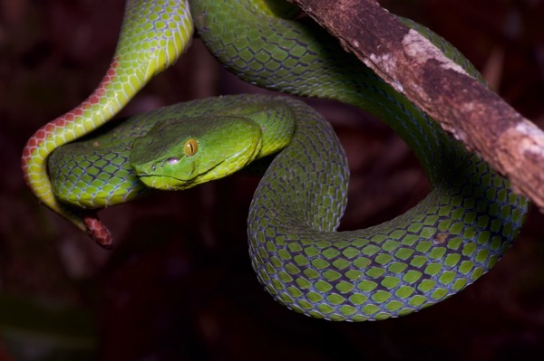 Siamese Peninsula Pit Viper (Trimeresurus sabahi fucatus)