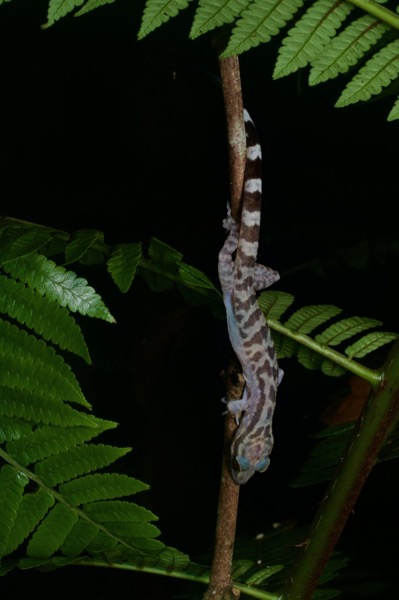 Four-striped Bent-toed Gecko (Cyrtodactylus quadrivirgatus)