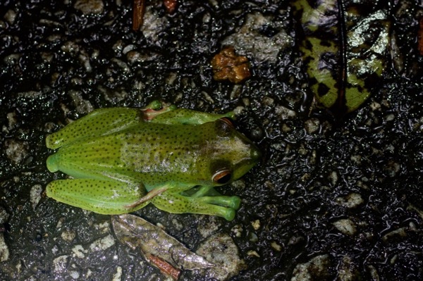 Malayan Flying Frog (Rhacophorus prominanus)