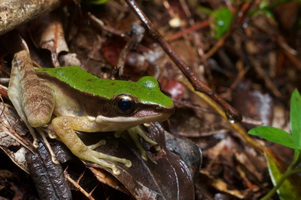 Poisonous Rock Frog (Odorrana hosii)