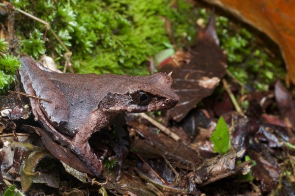 Slender-legged Horned Frog (Xenophrys longipes)