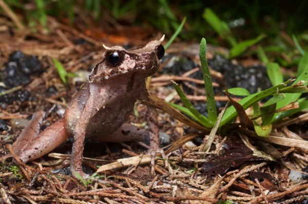 Slender-legged Horned Frog (Megophrys longipes)