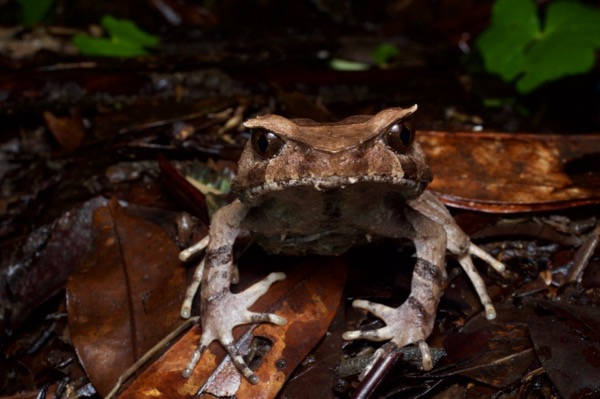 Perak Horned Frog (Xenophrys aceras)