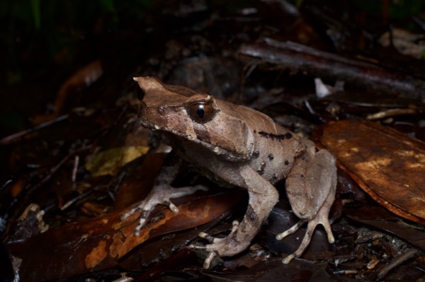 Perak Horned Frog (Xenophrys aceras)