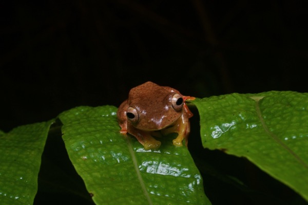 Twin-spotted Flying Frog (Rhacophorus bipunctatus)