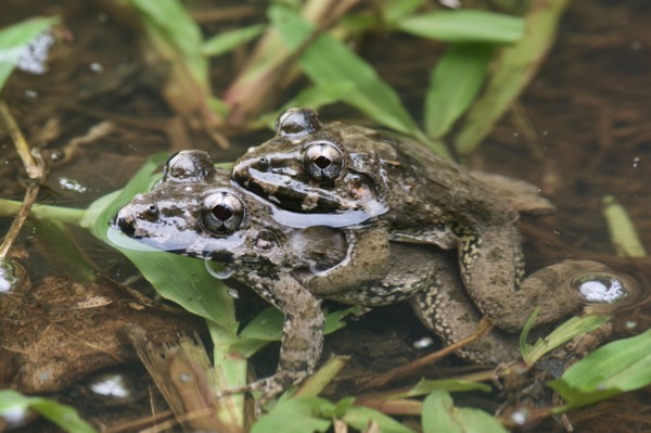 Lesser Swamp Frog (Limnonectes paramacrodon)