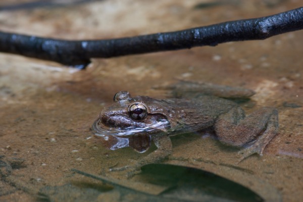 Lesser Swamp Frog (Limnonectes paramacrodon)