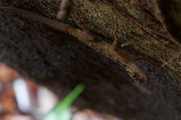 Kendall’s Rock Gecko (Cnemaspis kendallii)