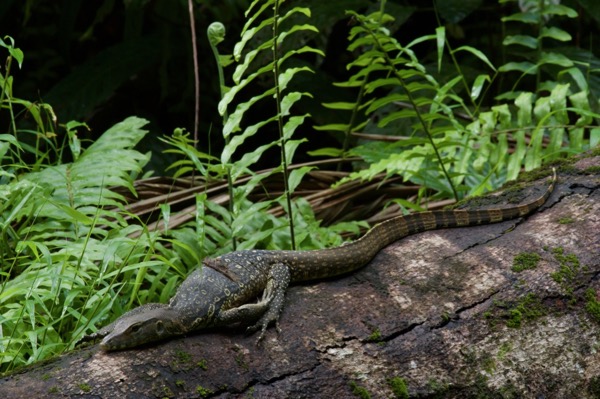 Southeast Asian Water Monitor (Varanus salvator macromaculatus)