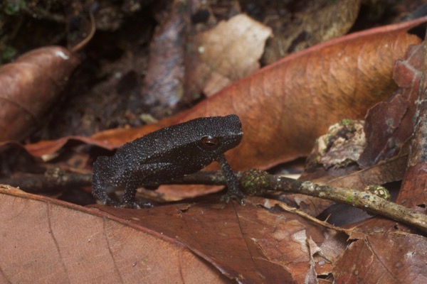 unidentified species (Kalophrynus sp)