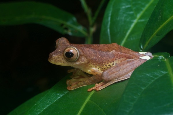 Harlequin Flying Frog (Rhacophorus pardalis)