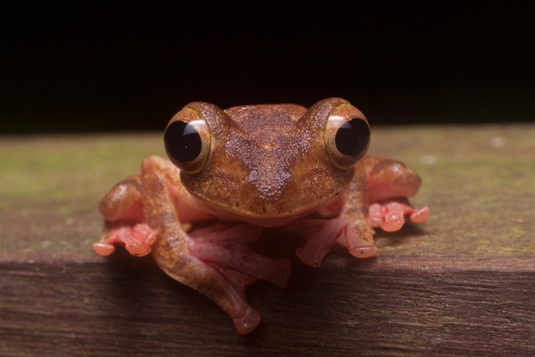 Harlequin Flying Frog (Rhacophorus pardalis)