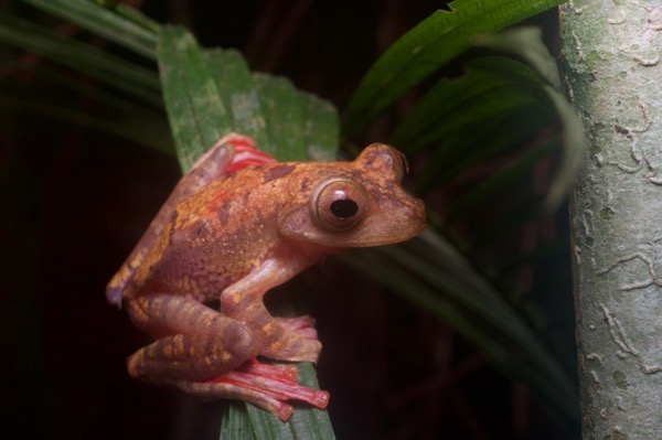 Harlequin Flying Frog (Rhacophorus pardalis)