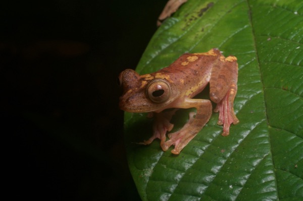 Harlequin Flying Frog (Rhacophorus pardalis)