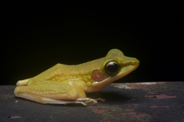 Borneo White-lipped Frog (Chalcorana raniceps)