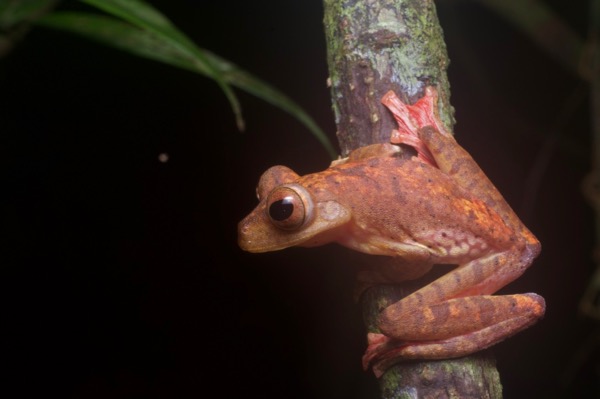 Harlequin Flying Frog (Rhacophorus pardalis)