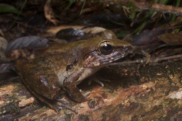 Giant River Frog (Limnonectes leporinus)
