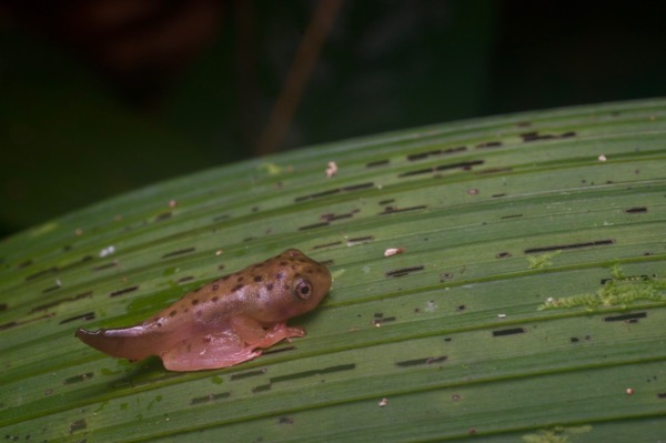 Harlequin Flying Frog (Rhacophorus pardalis)