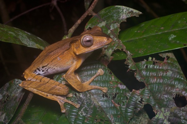 File-eared Treefrog (Polypedates otilophus)