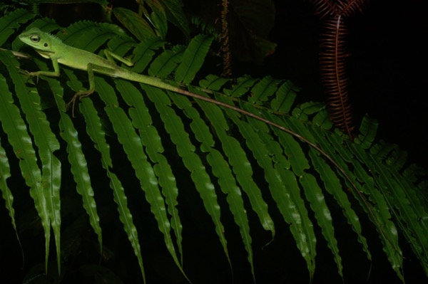 Green Crested Lizard (Bronchocela cristatella)